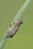 Charagmus gressorius